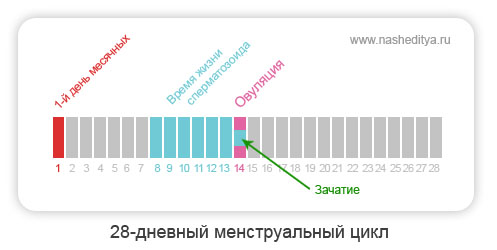 за 2 дня до овуляции можно забеременеть за 2 дня до овуляции можно забеременеть